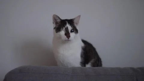 One eyed cat on white background Stock Footage 147547976
