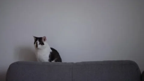 One eyed cat on white background Stock Footage 147548006