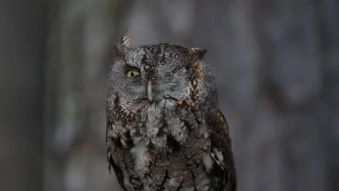 ONE EYED EASTERN SCREECH OWL Stock Footage 228740919