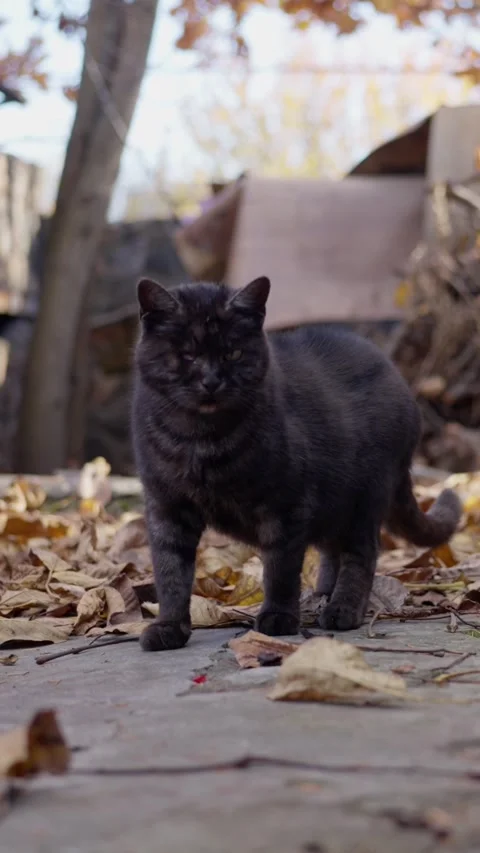 One eyed evil cat. A curious black cat, delightfully wandering through a Stock Footage 308248693