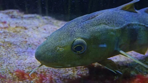 A one eyed fish Stock Footage 253057486