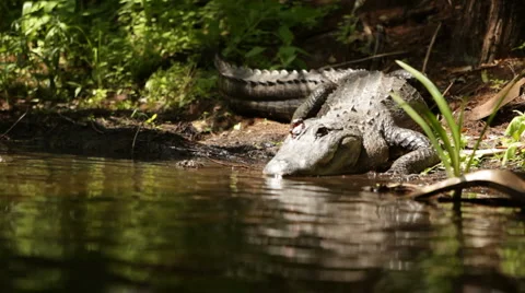 One-eyed Gator 스톡 동영상 6928752