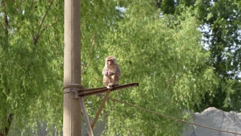 One-eyed macaque eats fruit on a telephone pole Stock Footage 195489733