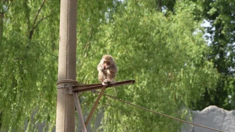 One-eyed macaque eats fruit on a telephone pole Stock Footage 195489869