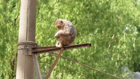 One-eyed macaque eats fruit on a telephone pole Stock Footage 195490298