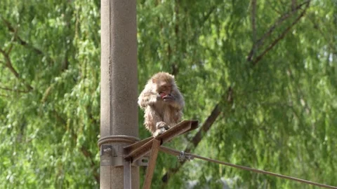 One-eyed macaque eats fruit on a telephone pole Stock Footage 195490733