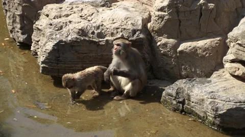One-eyed macaque eats fruit on a telephone pole Stock Footage 195493635