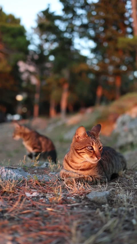 One eyed stray cat resting outdoors during warm evening light Stock Footage 341319365