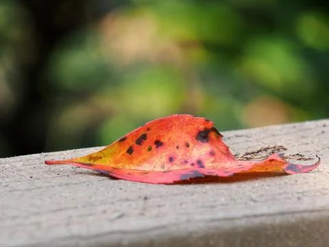 One Fallen Leaf Stock Photos