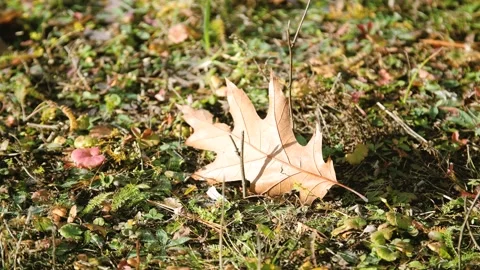 One fallen maple leaf sways in the wind. Falling colorful yellow maple leaves Stock Footage 296847651