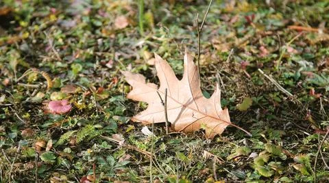 One fallen maple leaf sways in the wind. Falling colorful yellow maple leaves Stock Photos