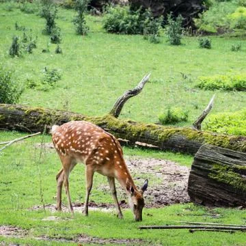 One fallow deer is grazing Stock Photos