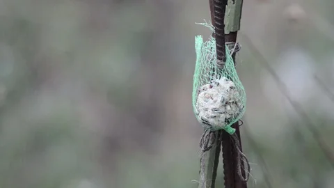 One fat ball bird feeder. feeding birds in winter 動画素材 71373043