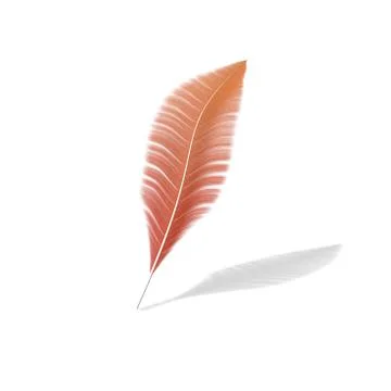 One feather on a white isolated background Stock Illustration