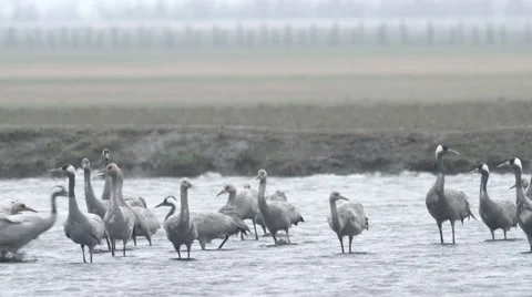 One of Few Storks Gray Landing on Water Surface on the Background of Small Stock Footage 64223469