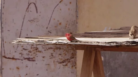 One Firefinch Bird perching on a bench in a Garden Looking Around Stock-Footage 344255628