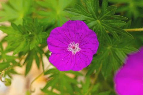 One of the first bloomers of the year Stock Photos