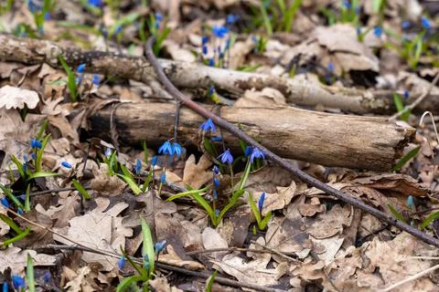 One of the first flowers that begin to bloom in spring is scilla (scylla) Foto stock
