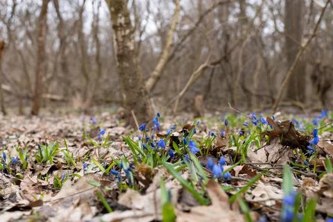 One of the first flowers that begin to bloom in spring is scilla (scylla) Foto stock