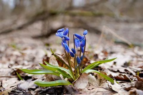 One of the first flowers that begin to bloom in spring is scilla (scylla) Foto stock