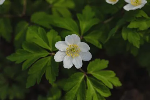One of the first messengers of spring is the bush flower Stock Photos