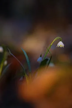 The one first spring flowers spring snowflake Stock Photos