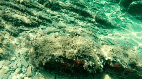 One fish in the sea Stock Footage 315315164