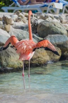 One flamingo on the beach Stock Photos