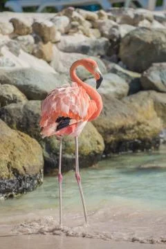One flamingo on the beach Stock Photos