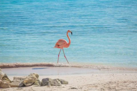 One flamingo on the beach Stock Photos