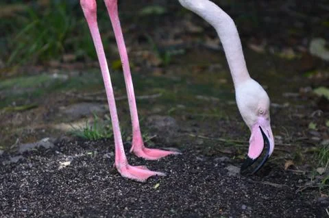 One flamingo drink water in a pond Stock Photos