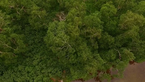 One Flew Over: forest, lake and mountain views in the clouds Stock Footage 72607759