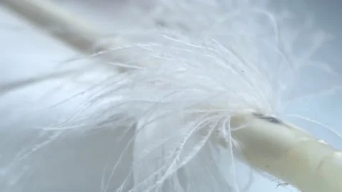 One flight of an eagle flutters in the wind. Close-up. 4k. White 動画素材 165379772