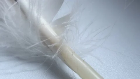 One flight of an eagle flutters in the wind. Close-up. 4k. White 動画素材 165379801