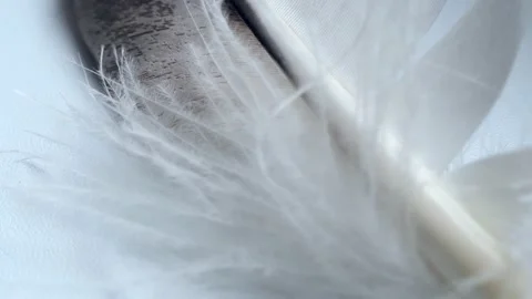 One flight of an eagle flutters in the wind. Close-up. 4k. White Video stock 165379839