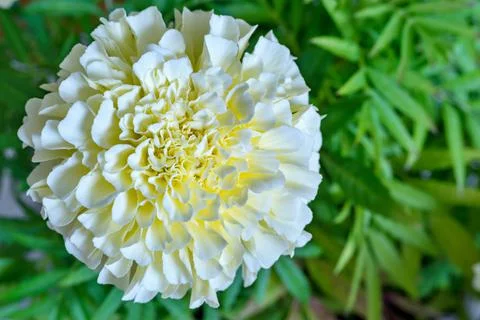 One flower of aster closeup 库存照片