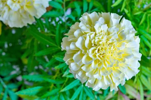One flower of aster closeup Stock Photos