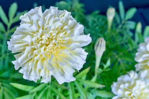 One flower of aster closeup Stock Photos