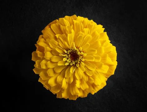 One flower on black background. Closeup. Foto stock