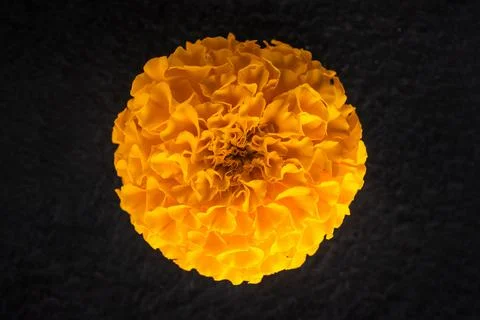 One flower on a black background. Flat lay, top view. Stock Photos