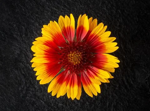 One flower on black background. Flat lay, top view. Foto stock
