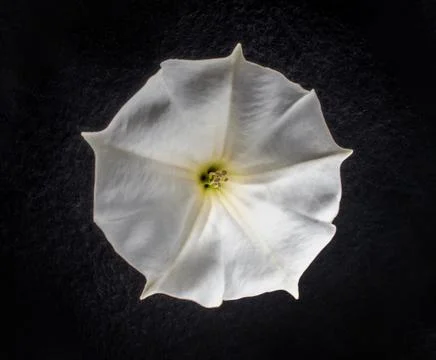 One flower on a black background. Flat lay, top view. Foto stock