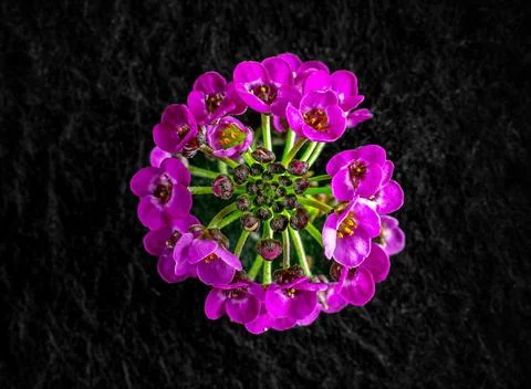 One flower on a black background. Flat lay, top view. Stock Photos