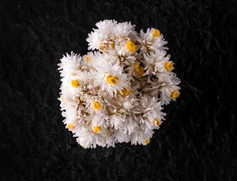 One flower on a black background. Flat lay, top view. Foto stock