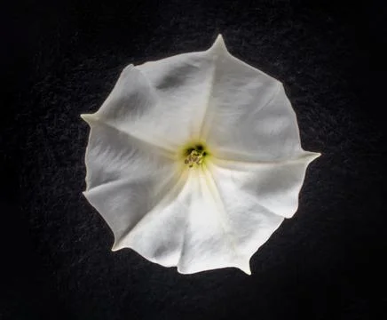 One flower on a black background. Flat lay, top view. Stock Photos