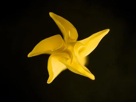 One flower on a black background. Flat lay, top view. Foto stock