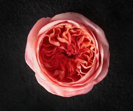 One flower on black background. Selective focus. Stock Photos