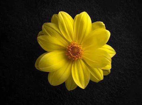One flower on a black background. Selective focus. Stock-Fotos