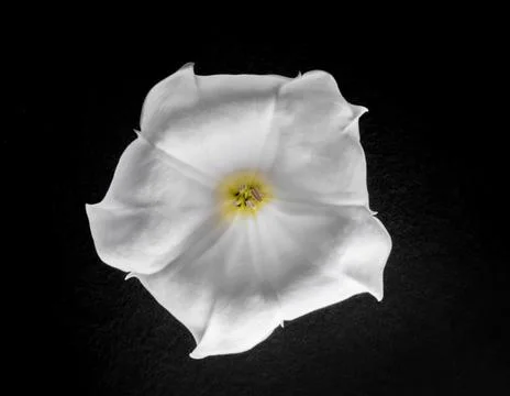 One flower on black background. Selective focus. Foto stock