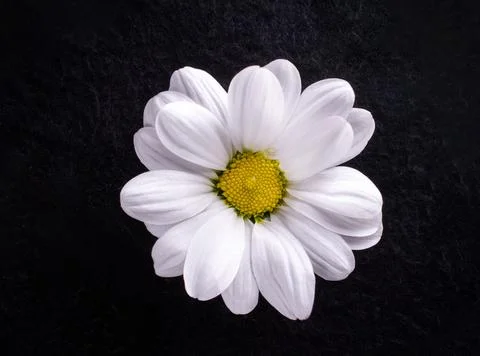 One flower on black background. Selective focus. Stock Photos